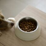 best dog food for weight management in 2026