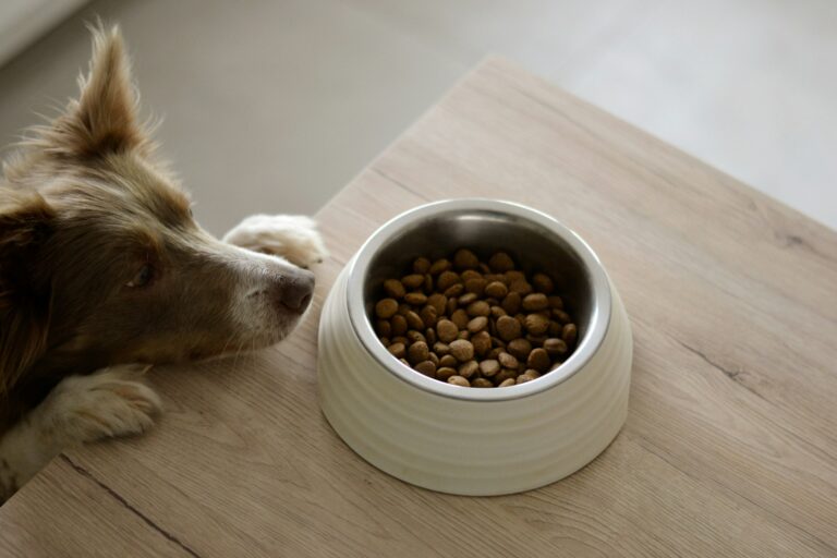 best dog food for weight management in 2026