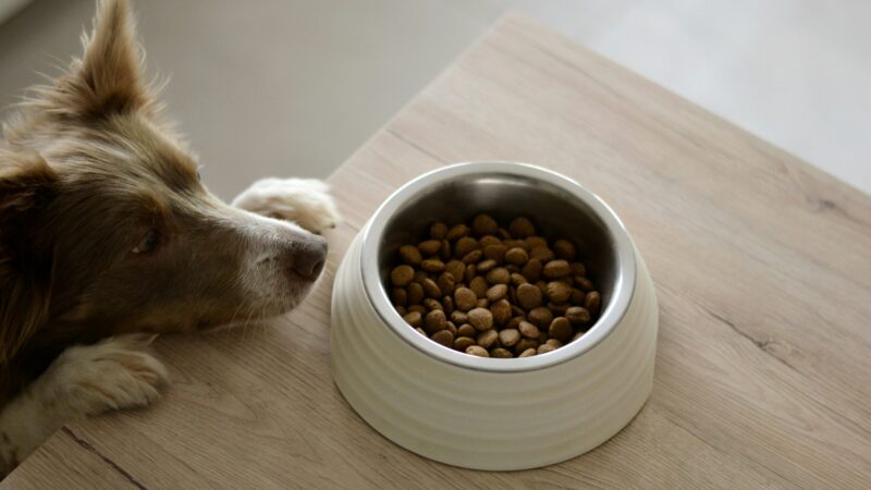 best dog food for weight management in 2026