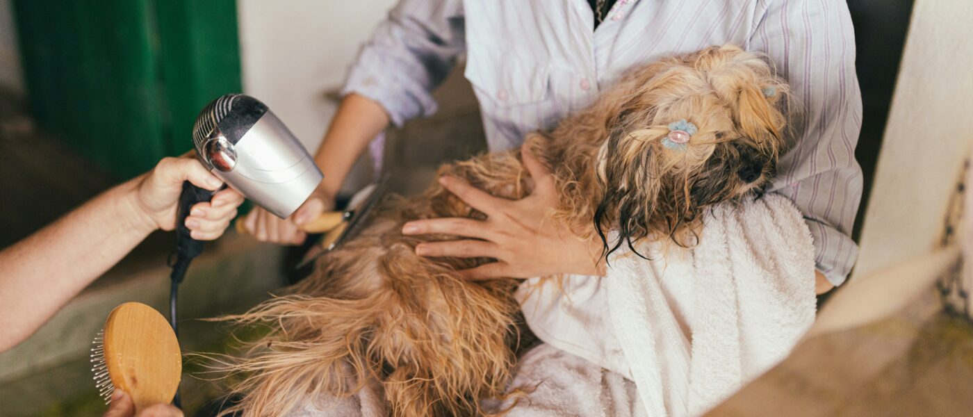 Best Dog Grooming Kits in 2026: Professional Results at Home, Less Shedding, and a Happier Dog