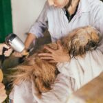 best dog grooming kits for your home in 2026