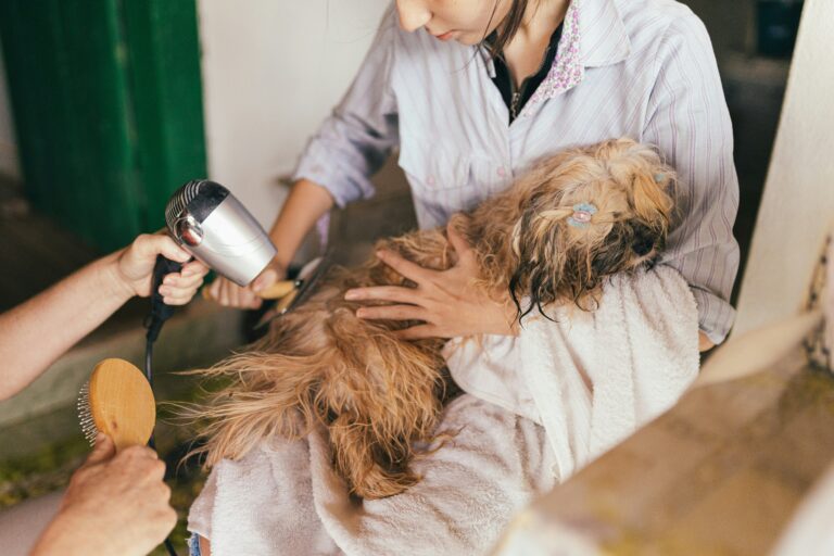 best dog grooming kits for your home in 2026