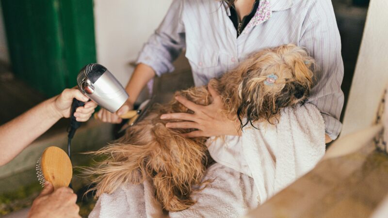 best dog grooming kits for your home in 2026