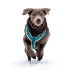best dog harnesses in 2026