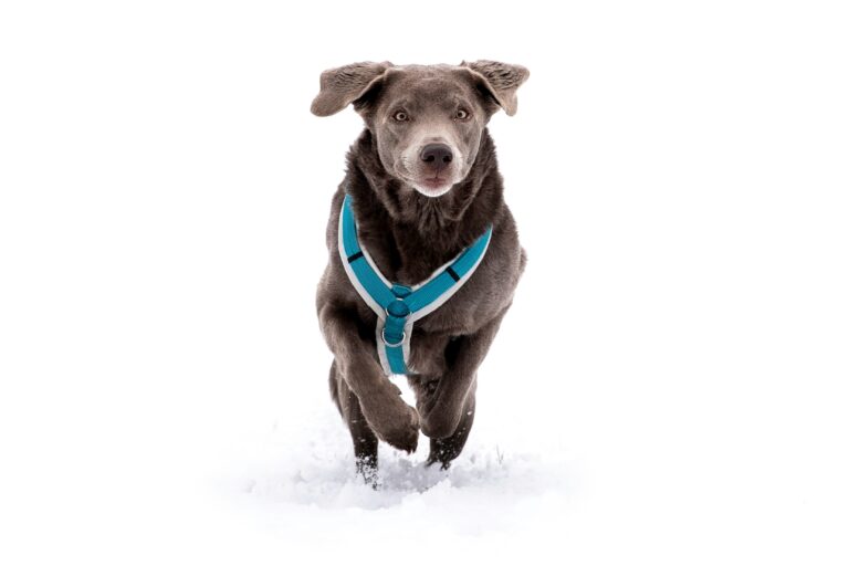 best dog harnesses in 2026