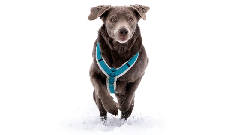 best dog harnesses in 2026