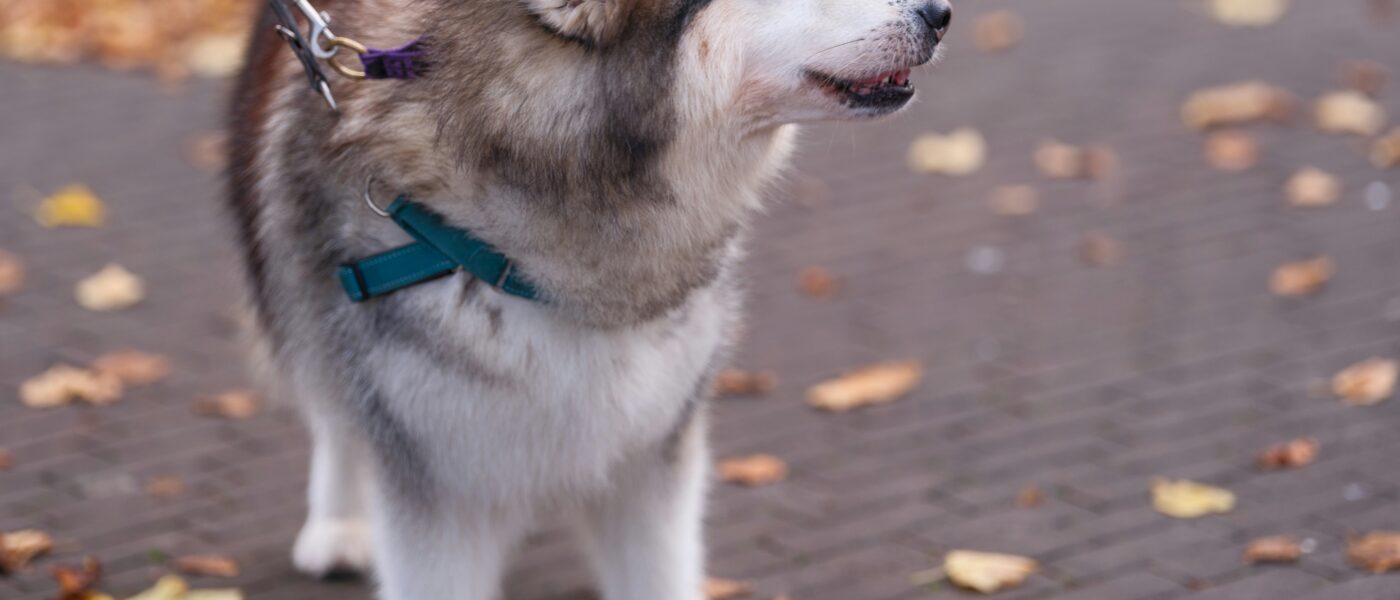 Best Dog Leashes for Large Dogs in 2026: Secure Control, Comfortable Grip, and Builds That Handle Real Pulling Force