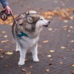 best dog leashes for large dogs in 2026
