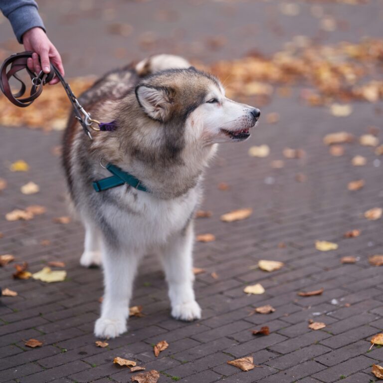 best dog leashes for large dogs in 2026