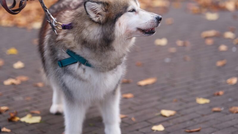 best dog leashes for large dogs in 2026