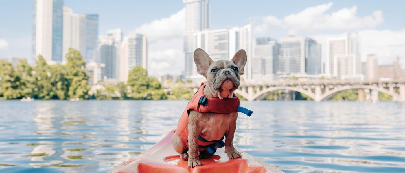 Best Dog Life Jackets in 2026: 5 Top-Rated Picks for Safe Swimming, Boating, and Water Adventures With Your Dog