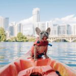 best dog life jackets in 2026