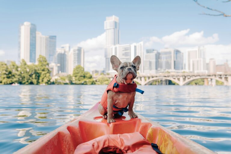 best dog life jackets in 2026