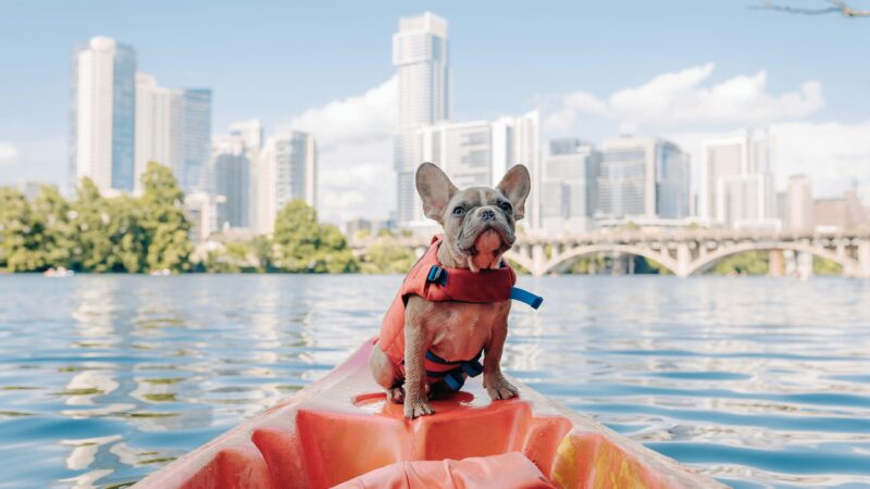 best dog life jackets in 2026