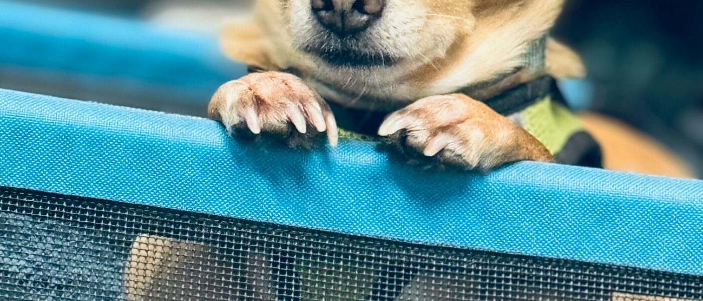 Best Dog Playpens for Indoor Use in 2026: Safe Containment, Easy Setup, and Enough Space for Your Dog to Actually Move