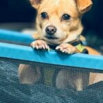 best dog playpens for indoor use in 2026