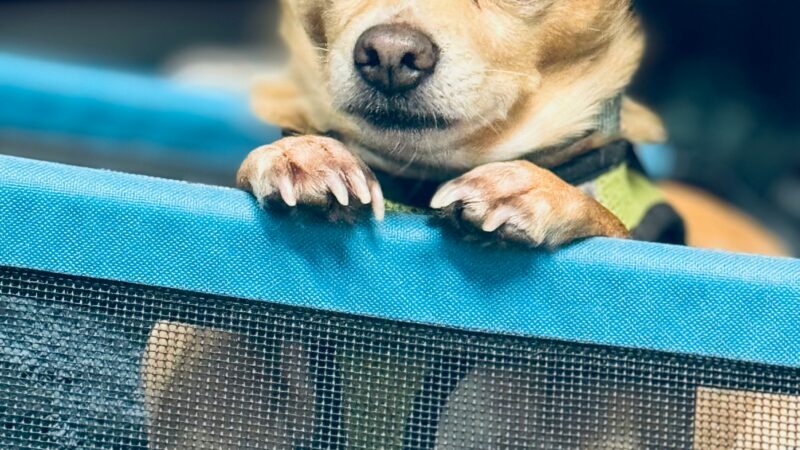 best dog playpens for indoor use in 2026
