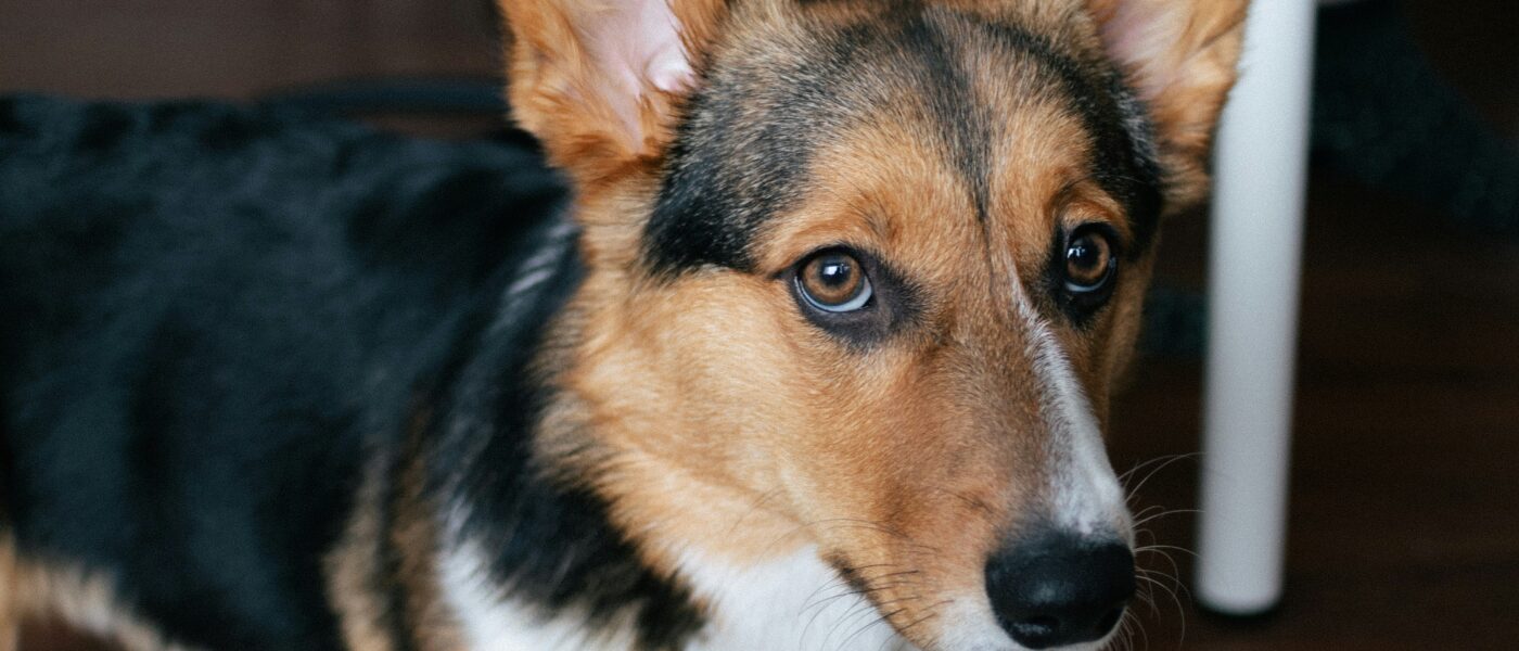 Best Dog Puzzle Toys in 2026: 5 Top-Rated Interactive Toys for Boredom, Mental Stimulation, and Separation Anxiety