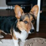 best dog puzzle toys in 2026