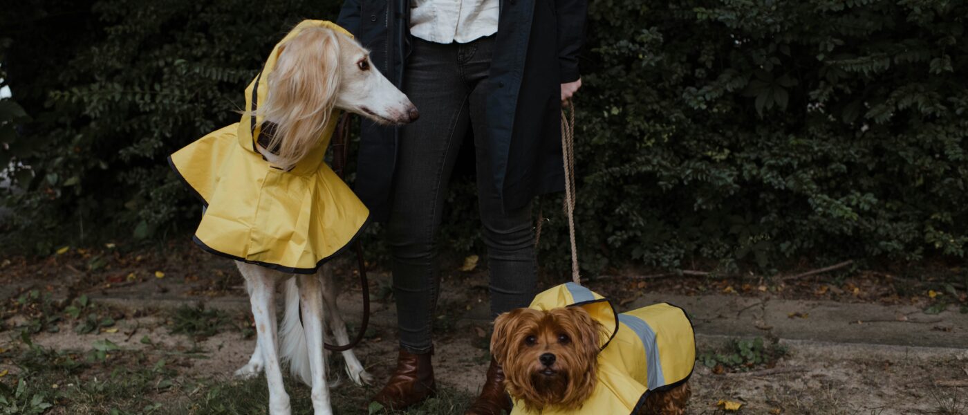 Best Dog Raincoats in 2026: Waterproof Coverage, Comfortable Fit, and Designs That Stay On During Real Walks