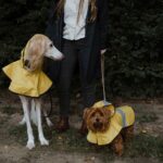 best dog raincoats in 2026