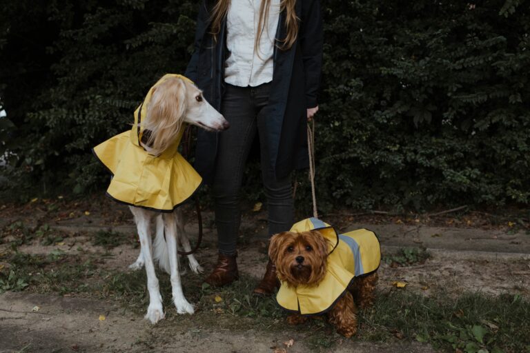 best dog raincoats in 2026