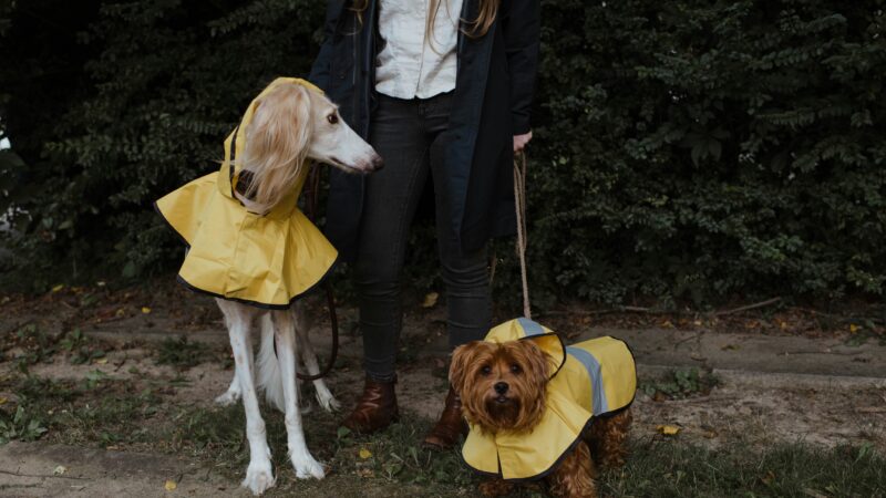 best dog raincoats in 2026