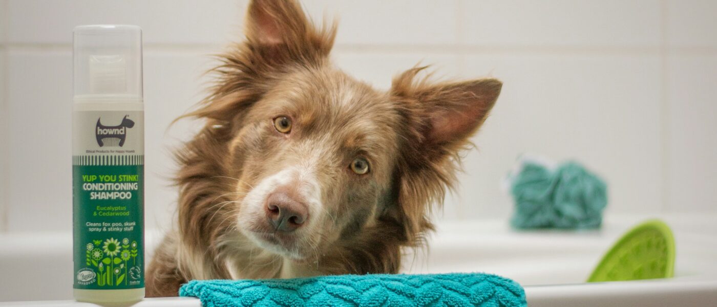 Best Dog Shampoos for Sensitive Skin in 2026: Gentle Formulas, Itch Relief, and Coats That Actually Feel Better After Bath Time