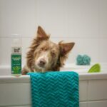 best dog shampoos for sensitive skins in 2026