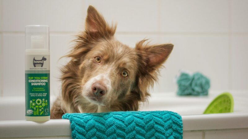 best dog shampoos for sensitive skins in 2026