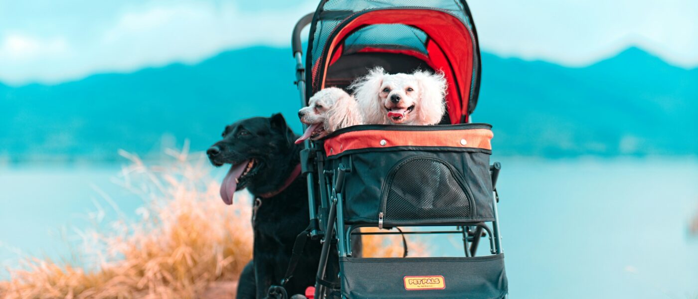Best Dog Strollers for Small Dogs in 2026: Safe Containment, Smooth Rolling, and Designs That Actually Fit Your Life