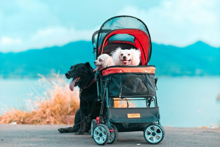 best dog strollers for small dogs in 2026