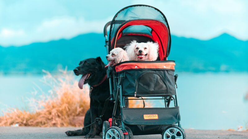 best dog strollers for small dogs in 2026