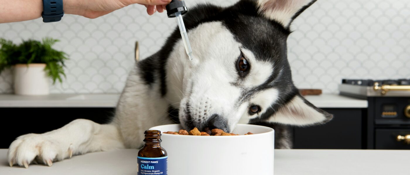 Best Dog Supplements for Joint Health in 2026: Reduce Pain, Improve Mobility, and Support Active Dogs at Every Age