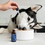 best dog supplements for joint pain in 2026