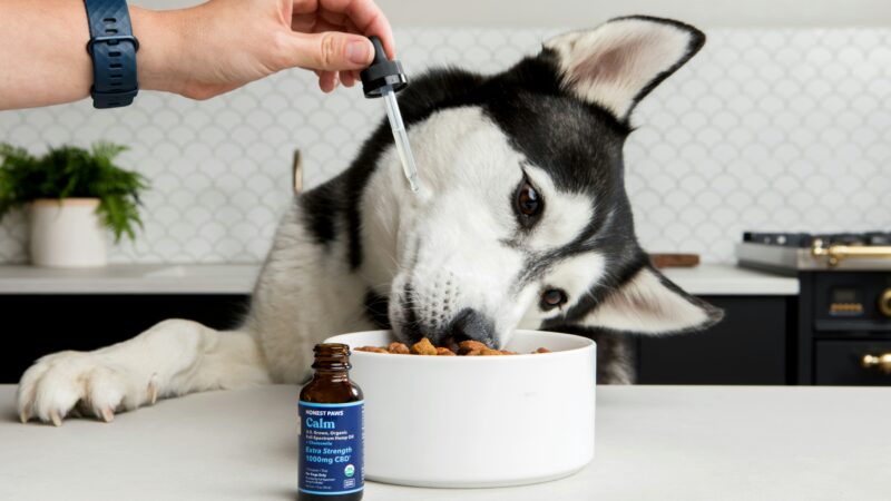 best dog supplements for joint pain in 2026