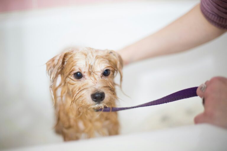 best dog toothbrushes and toothpaste in 2026