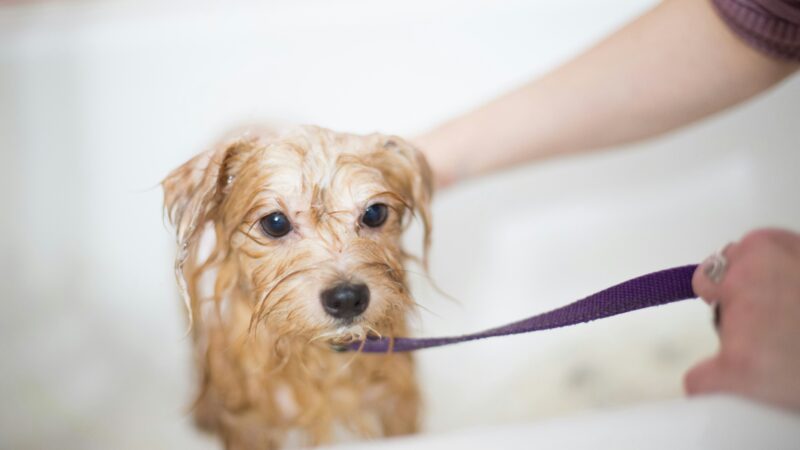 best dog toothbrushes and toothpaste in 2026