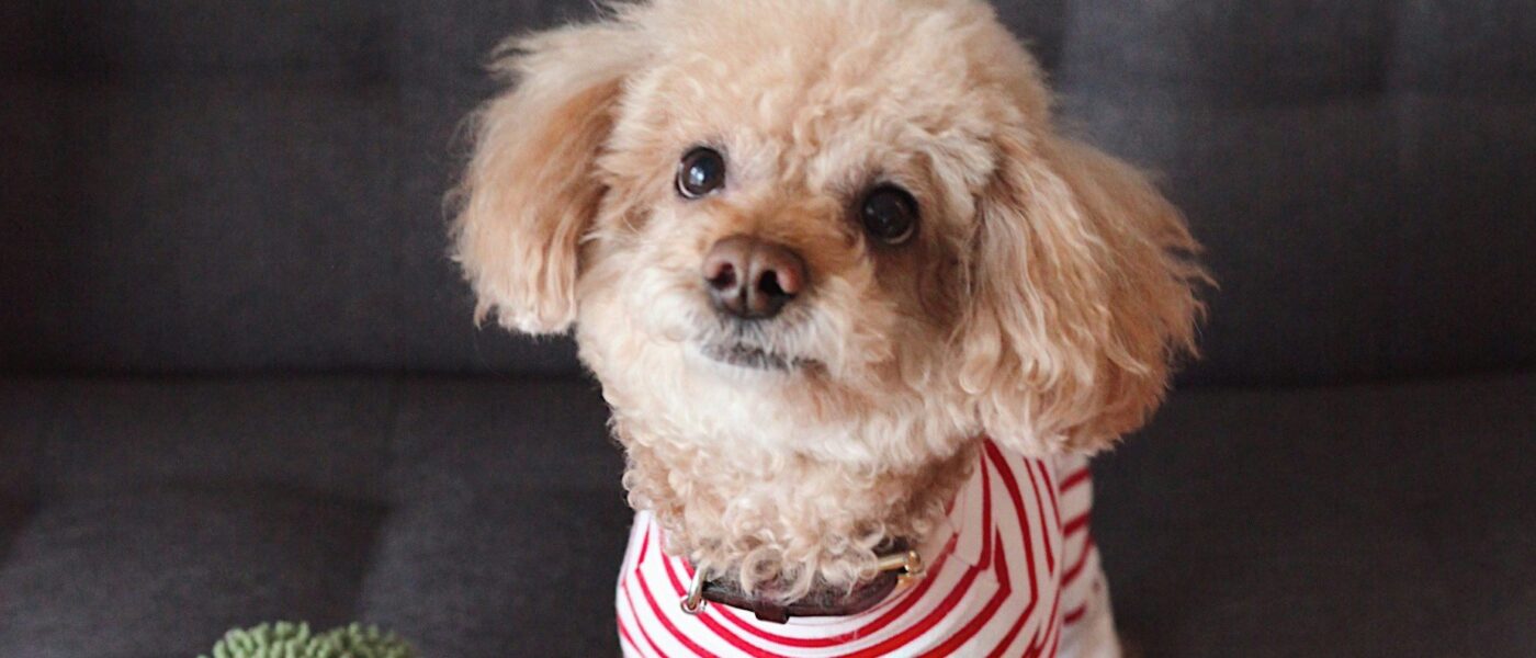 Best Interactive Dog Toys for Boredom in 2026: Beat Destructive Behavior, Stimulate Your Dog, and Tire Them Out