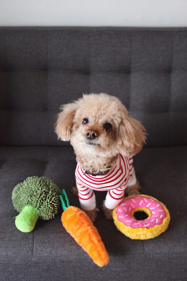 best dog toys for boredom in 2026
