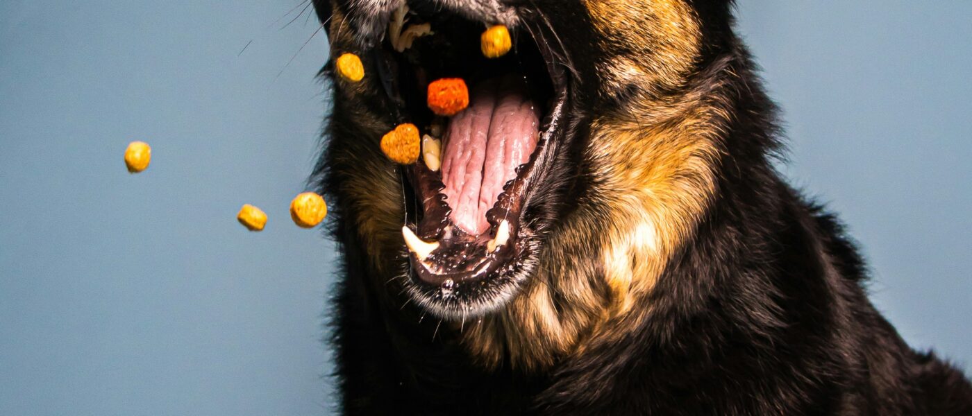 Best Dog Treats for Training in 2026: High-Value Rewards, Small Bites, and Treats That Actually Work