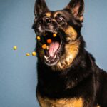 best dog treats for training in 2026