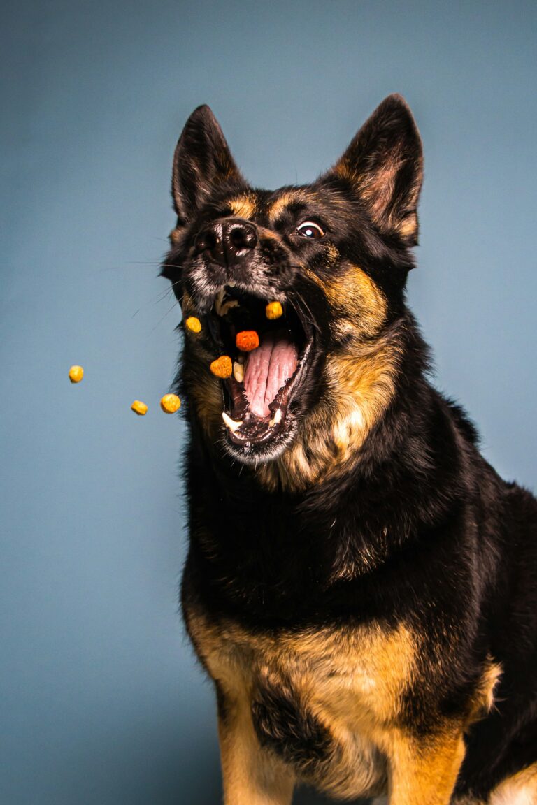 best dog treats for training in 2026