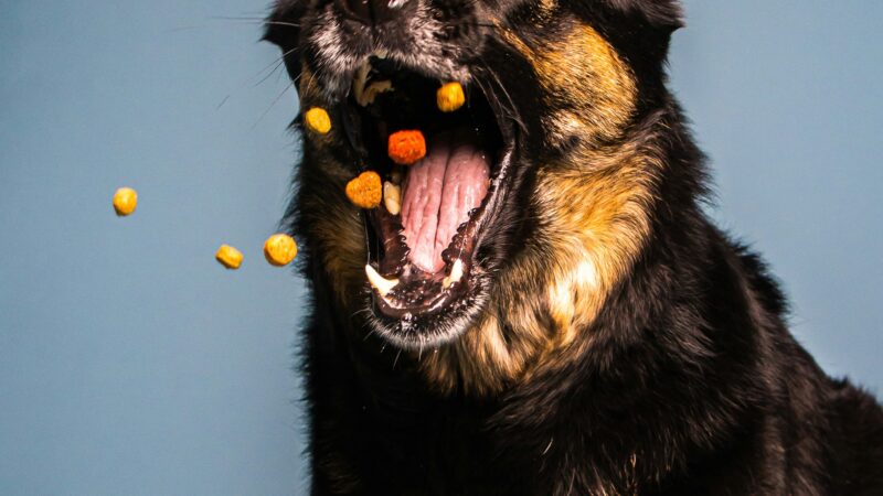 best dog treats for training in 2026