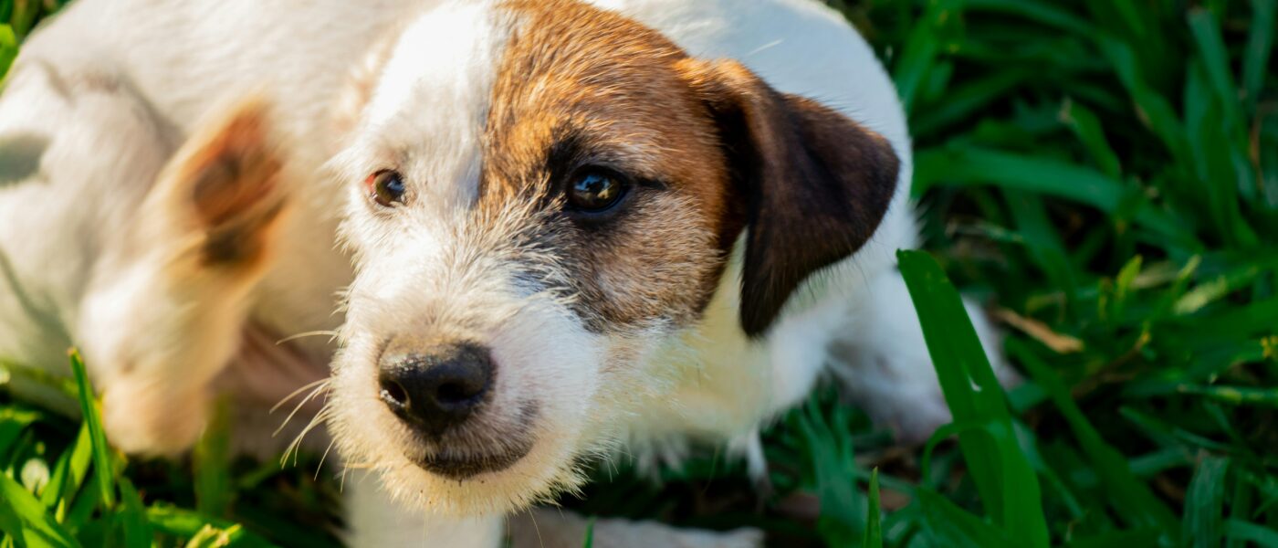 Best Flea and Tick Prevention for Dogs in 2026: Effective Protection, Safe Formulas, and Options for Every Budget