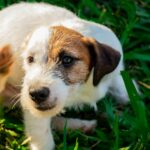 best flea and tick prevention for dogs in 2026
