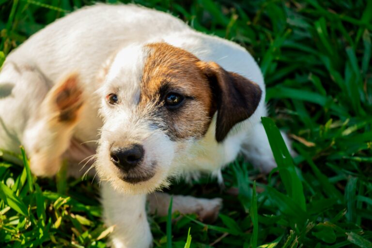 best flea and tick prevention for dogs in 2026