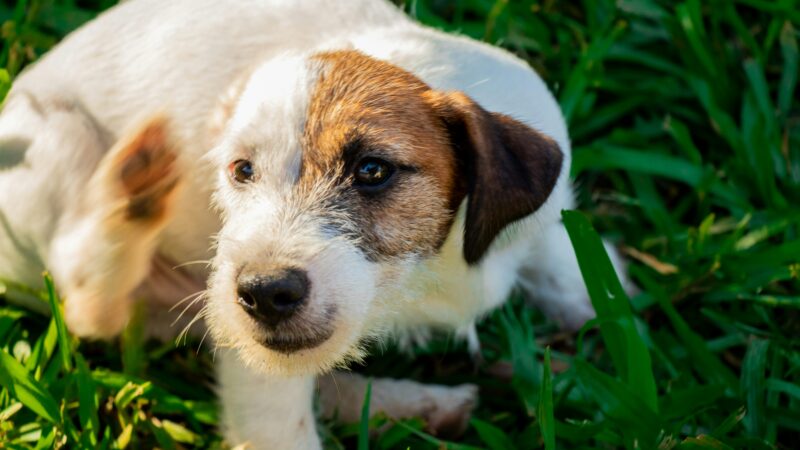 best flea and tick prevention for dogs in 2026