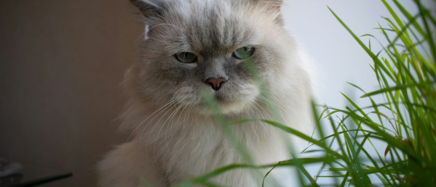 Best Indoor Cat Grass and Planter Kits in 2026: Fresh Growth, Easy Setup, and Greens Your Cat Will Actually Eat