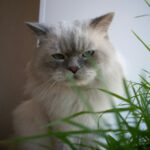 best indoor cat grass and planter kits in 2026